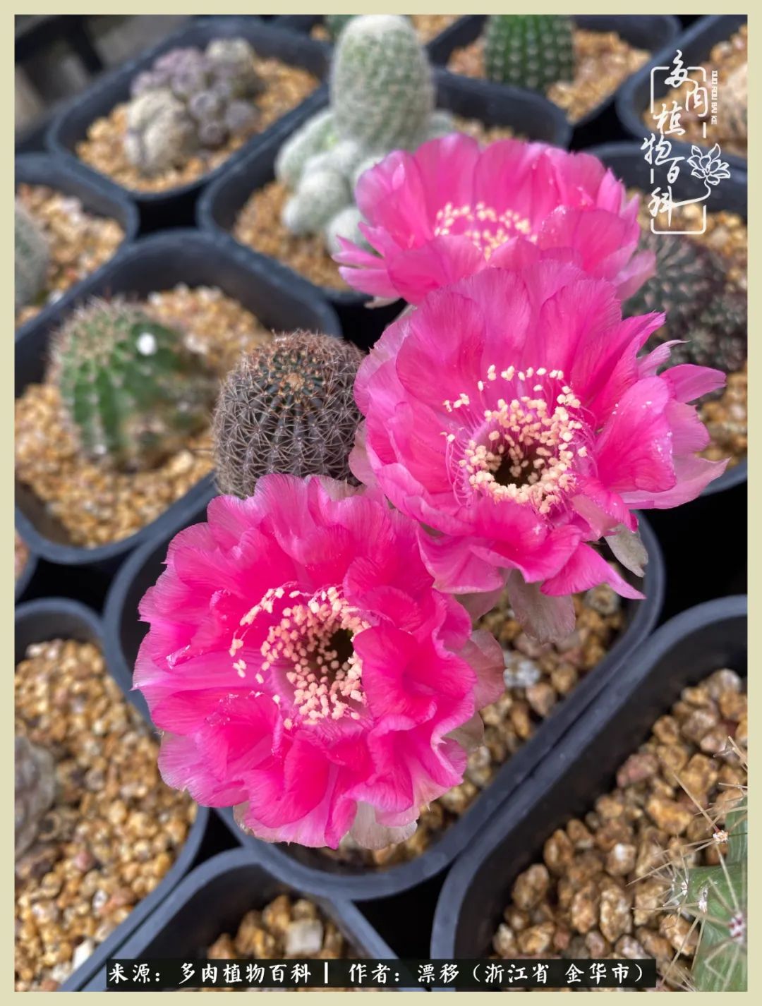 仙人球开花并散发着香味,仙人球花盛开吐露芬芳