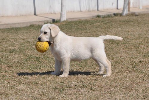 拉布拉多犬拉稀应及时采取什么措施？