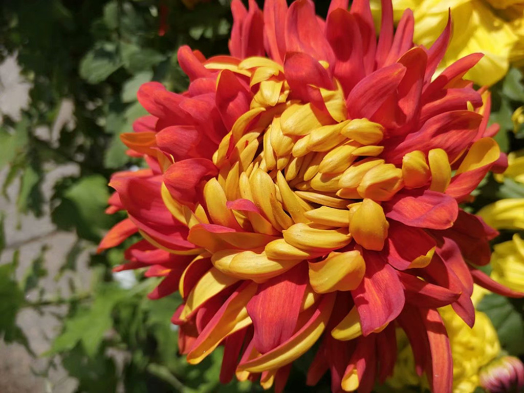 菊花常见病害有哪些,菊花好养吗病害多吗