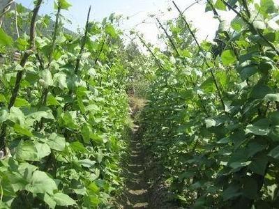 芸豆有哪些百吃不厌的做法,芸豆好吃的做法大全集