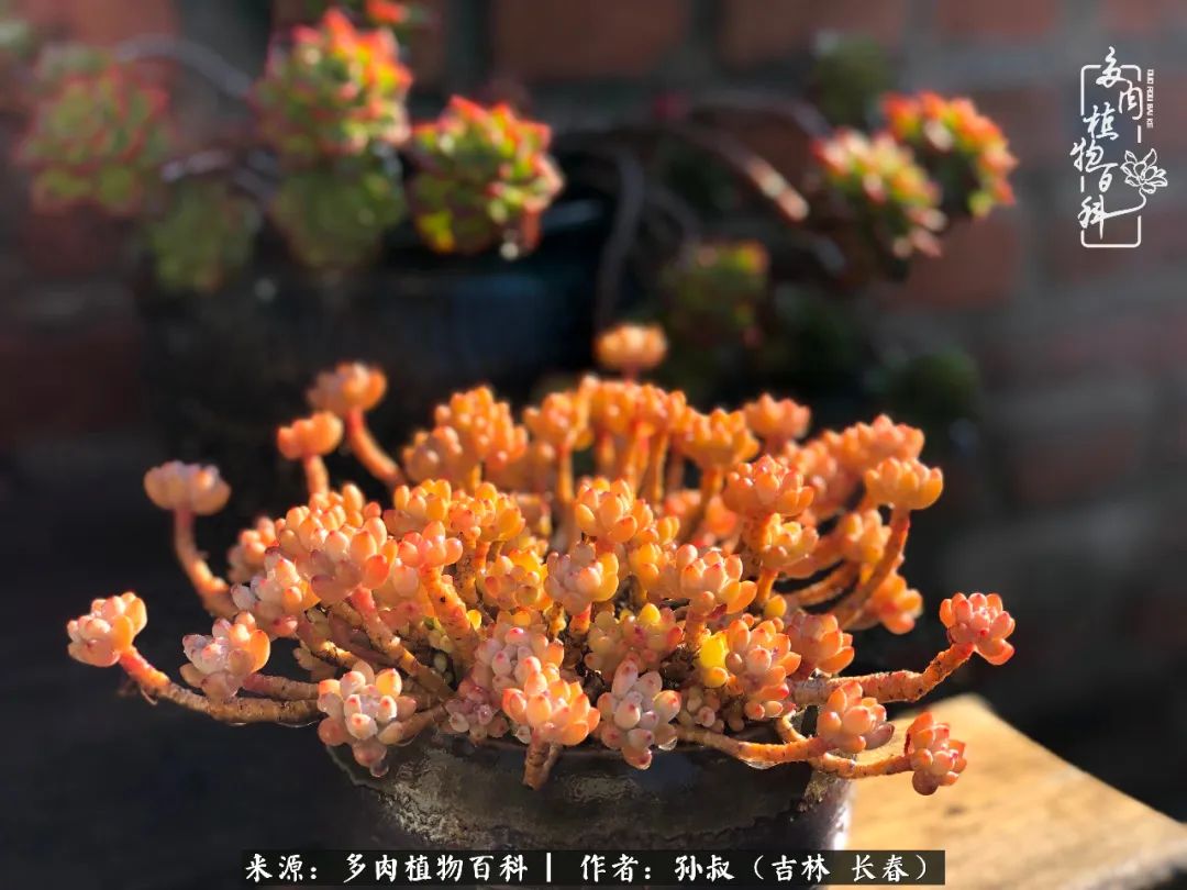 与多肉一起成长,与多肉相伴