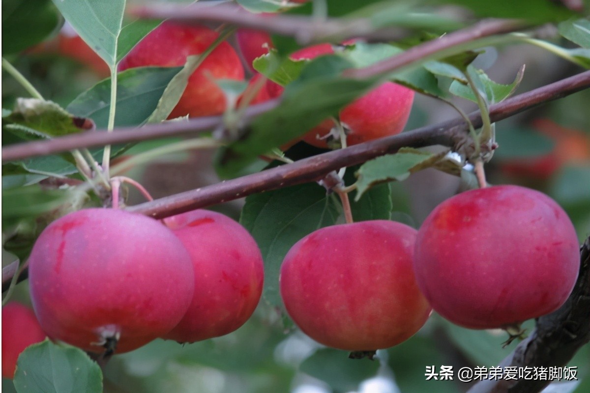 特产早知道扎兰屯榛子,扎兰屯沙果干批发价格