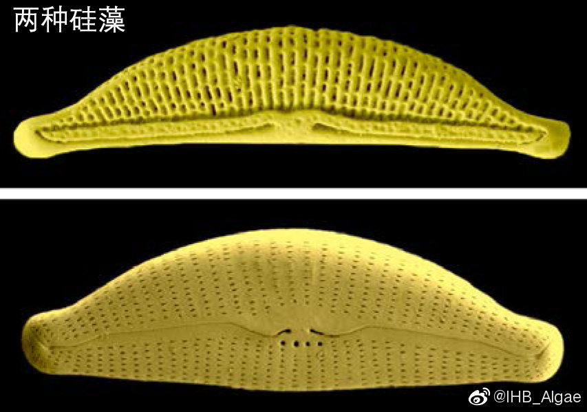 什么是藻类,什么是藻类菜