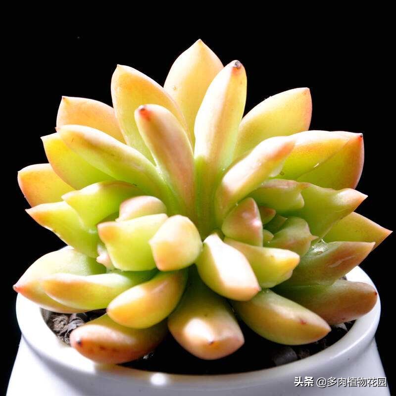 春天到了兰花怎么养,黄丽多肉的养殖方法