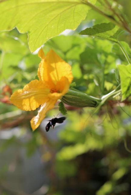 诗词鉴赏-频年学圃休相笑千古英雄亦荷锄，那些诗人种菜的诗词