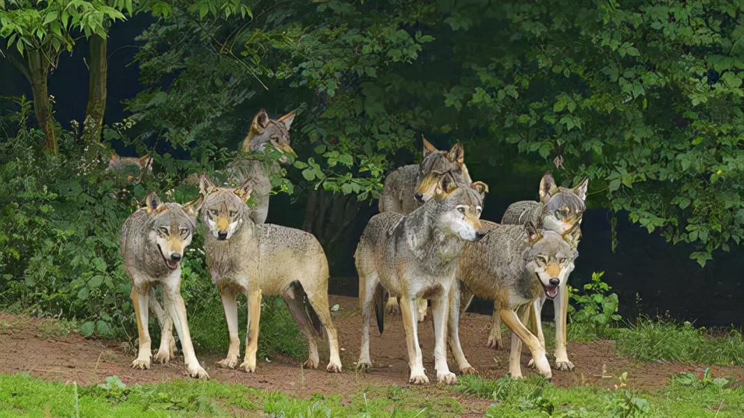 大象为何不怕食肉动物,大象骆驼几乎没有天敌食肉动物