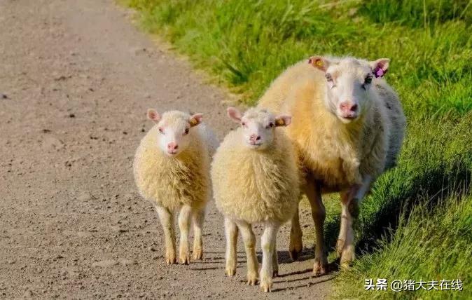 羊驱虫视频大全集,羊常用驱虫药一览表