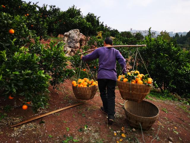 秭归一年四季都有哪些橙子,秭归悬崖上的橙子