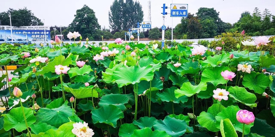 西安摩托驾校收费一览表,西安驾校排名最新前十名