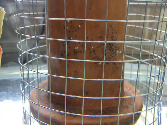 发现观赏鱼在鱼缸里产卵,鹦鹉鱼观赏鱼产卵怎么孵化