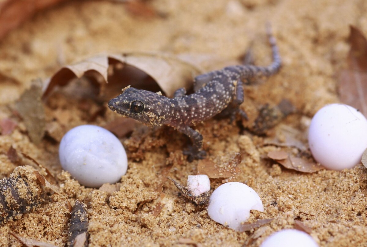 动物眼中世界和人类有什么不一样,不同动物眼中的世界长什么样子