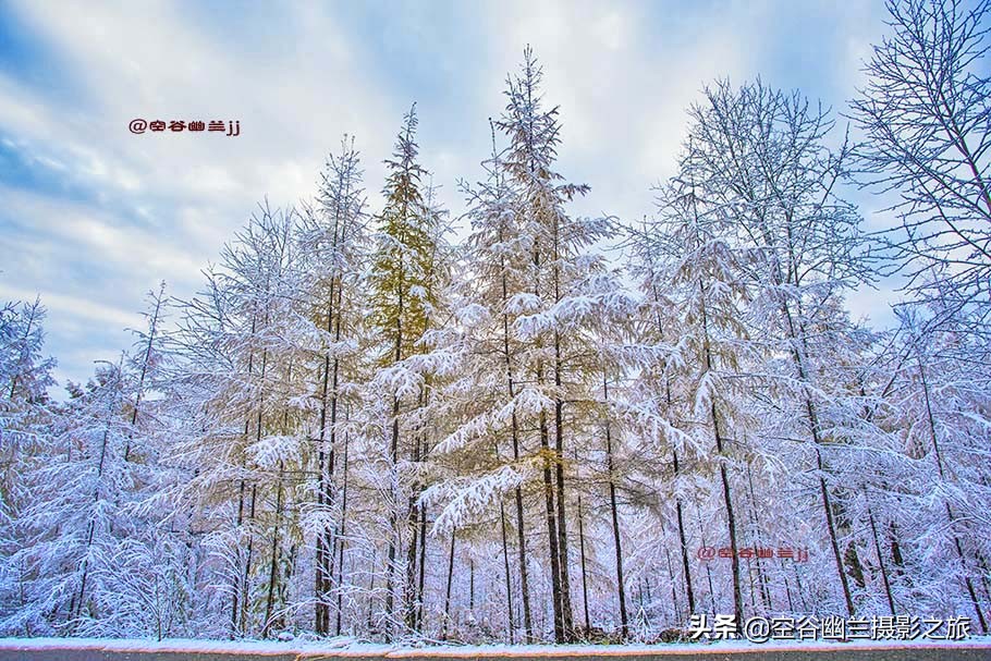 在莫尔道嘎,我遇见了最美的秋雪