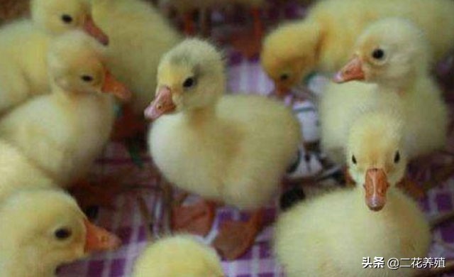 小鹅拉白痢吃什么药?小鹅脚无力怎么办?试试这种治疗方法