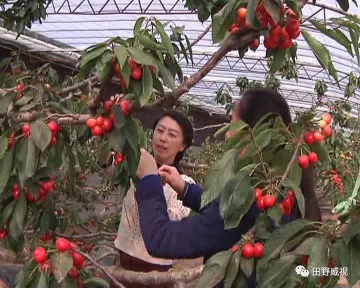 大樱桃防治果蝇用什么药害,大樱桃树夏天果蝇怎样防治