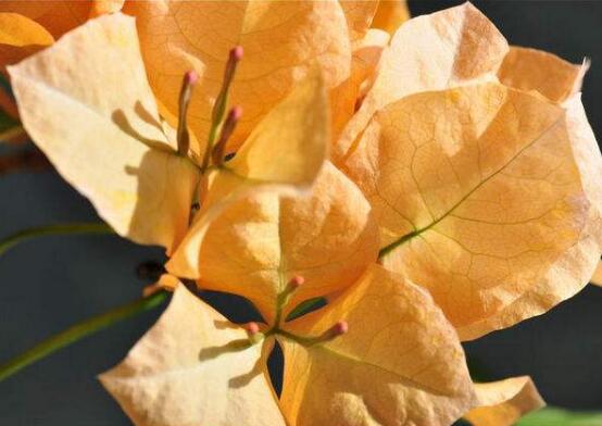 三角梅品种，细数三角梅最好看的八大品种