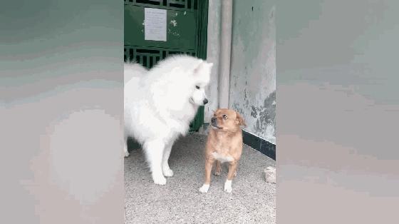 萨摩耶和田园犬一般哪个体型更大,萨摩耶和中华田园犬的关系很好