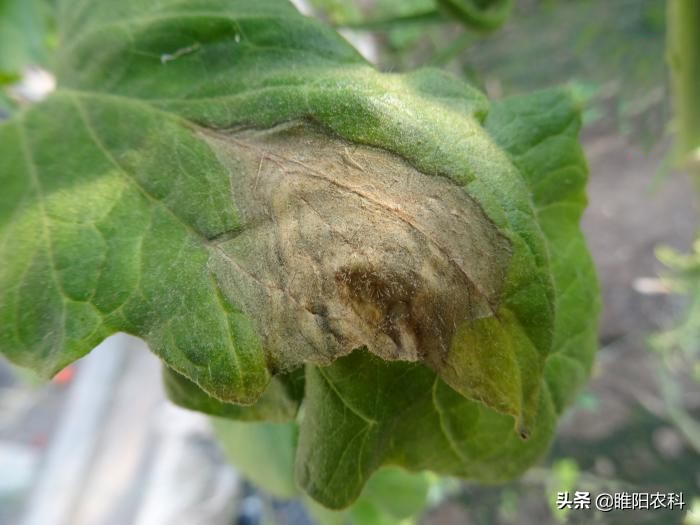 灰霉病怎么治疗彻底根除,灰霉病怎么补救