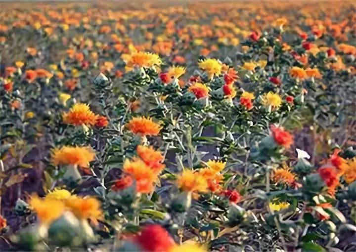 全国各地最全特产,全新疆特产