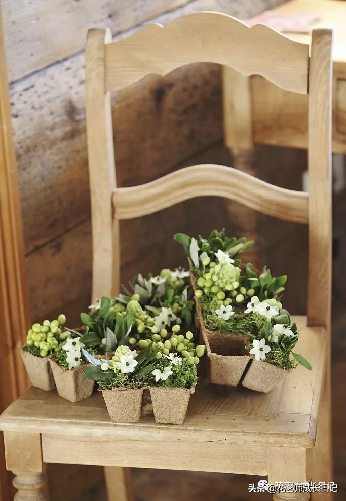 每日一花|伯利恒之星,可用于治疗癌症,洁白可爱