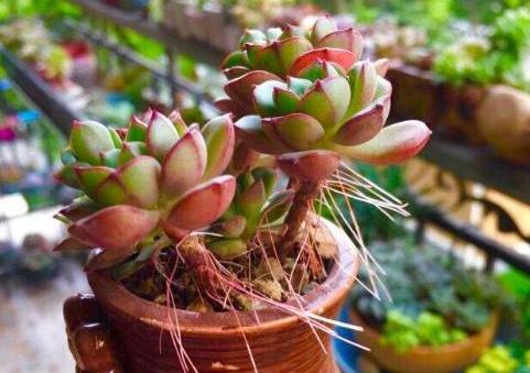 多肉长气生根到底是怎么一回事,多肉长气根怎么处理