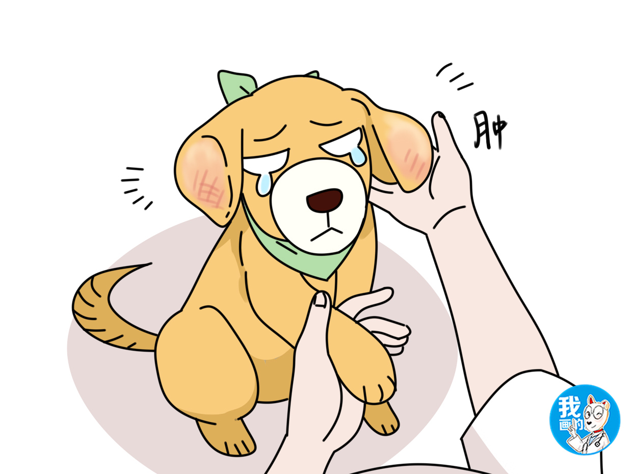 狗狗外力导致耳血肿,狗狗耳血肿会致死吗