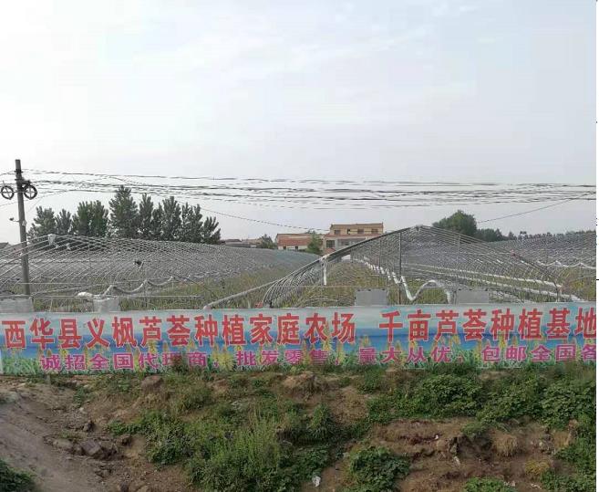 芦荟植物盆栽稀有,芦荟稀有品种老桩