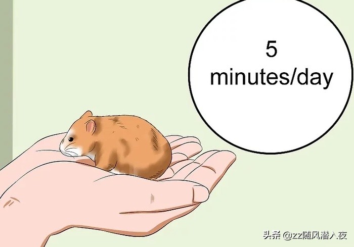 如何让仓鼠在短时间之内信任自己,如何让小仓鼠信任你