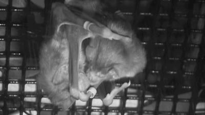 蝙蝠生病了,蝙蝠受伤飞到家里了怎么办