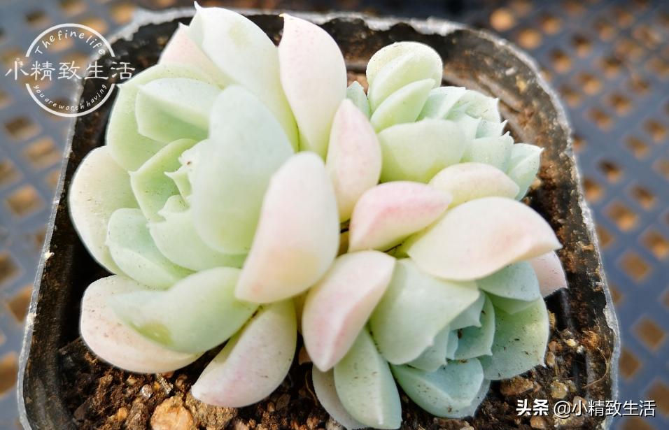 多肉浇水后还是皱巴巴的,多肉叶片发皱浇水后多久才会恢复