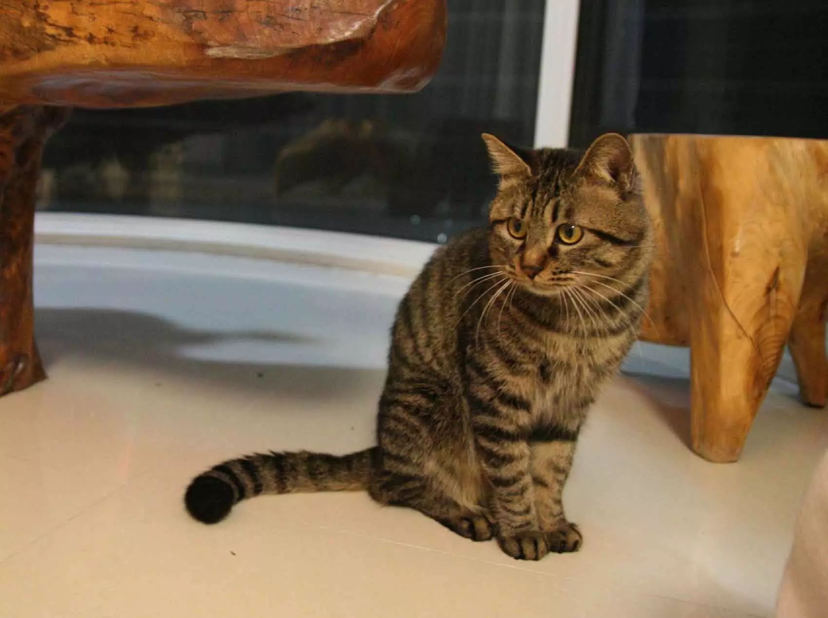 猫咪喵呜的叫是什么意思,猫咪喵的叫一声是什么意思