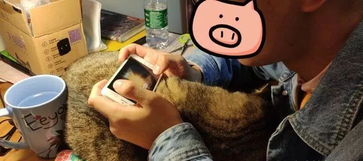 一个人养猫有什么烦恼,一个人生活养只狗靠谱吗