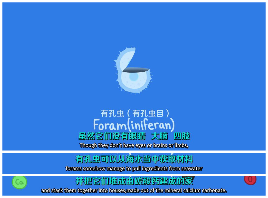 显微镜下的海洋生物,显微镜下的海洋