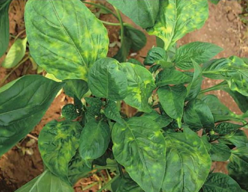 让向日葵长矮的方法是什么,让向日葵快速开花