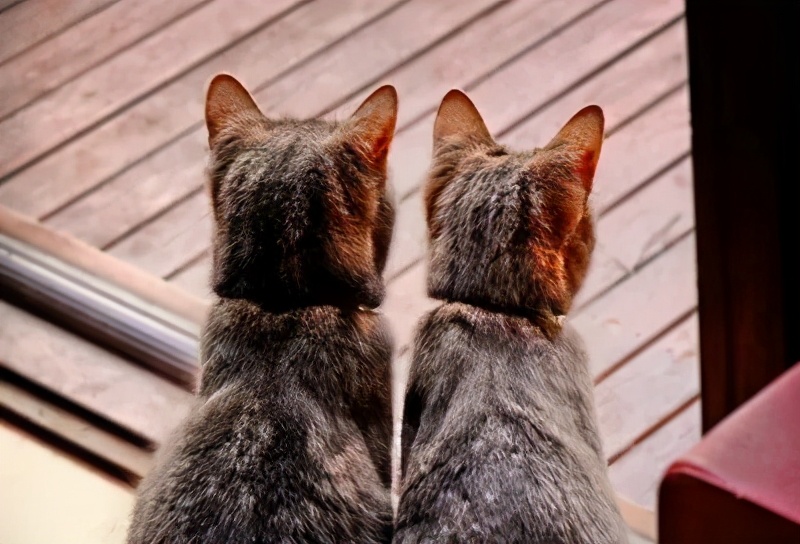 猫咪发情了怎么办？做好这些细节，你就是优秀铲屎官