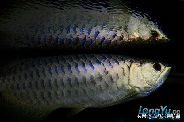 龙鱼受惊后关灯静养还是开灯,龙鱼刚到家应该开灯还是关灯静养