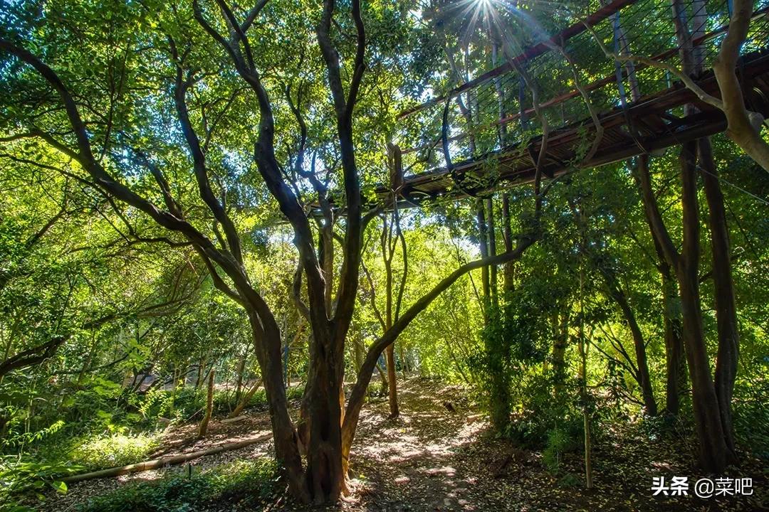 菜吧农庄创意设计,菜吧生态园规划