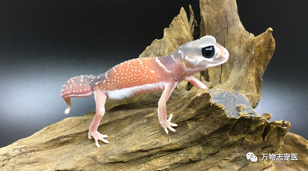 新宠到家笼养几天,新手饲养守宫必备什么品种