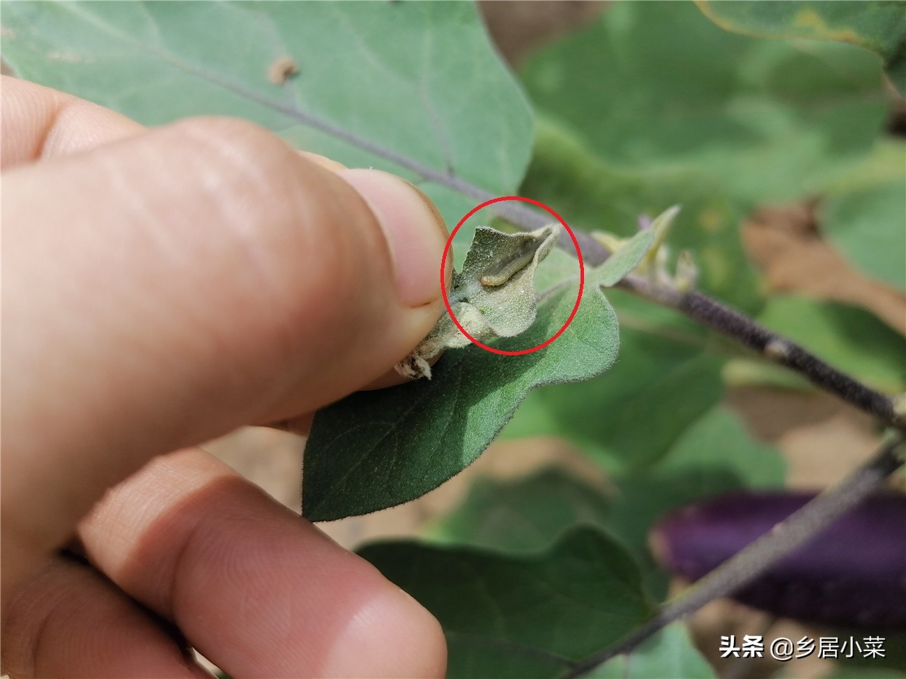 茄子叶片有小虫,茄子卷叶的原因有什么解决方法