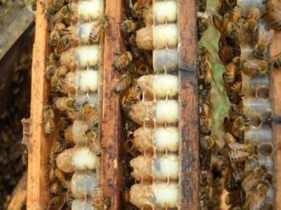 养蜜蜂收集蜜,蜜蜂怎么养出蜂王