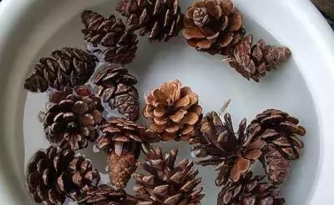 最漂亮的松塔盆景图片,山上松树怎么挖回家做盆景