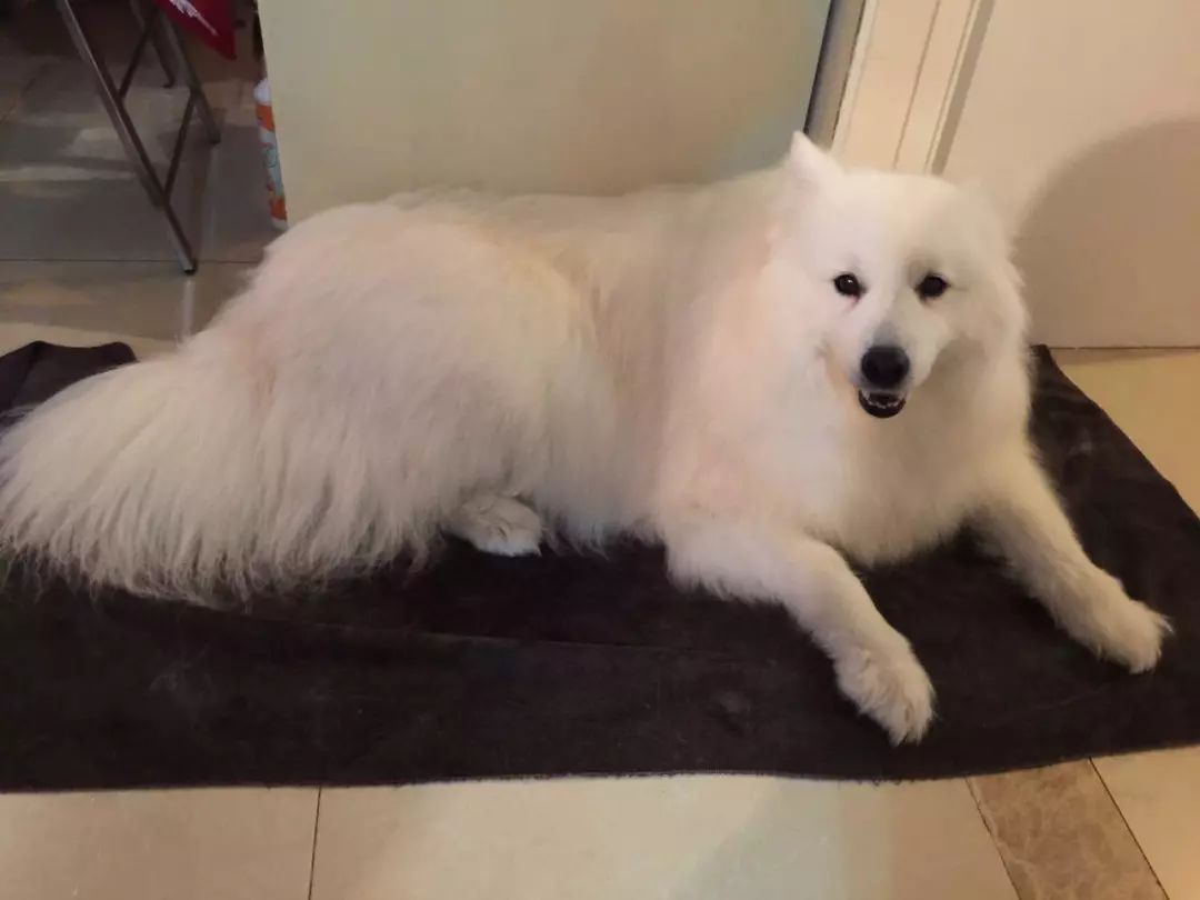 爱宠泪痕怎么解决,爱宠泪痕重是怎么回事