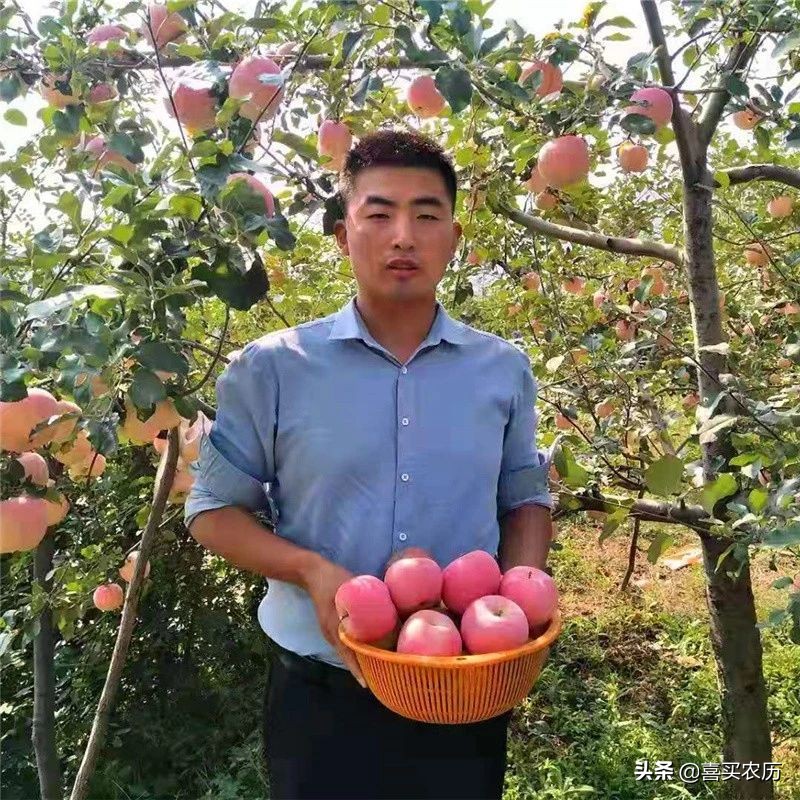 灵宝sod苹果最高价格,灵宝sod苹果好吃吗