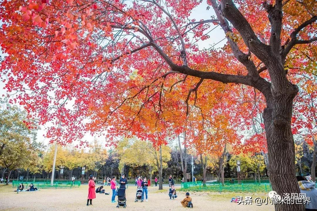 河南洛阳发布最新通知,洛阳牡丹花会向全世界发出邀请