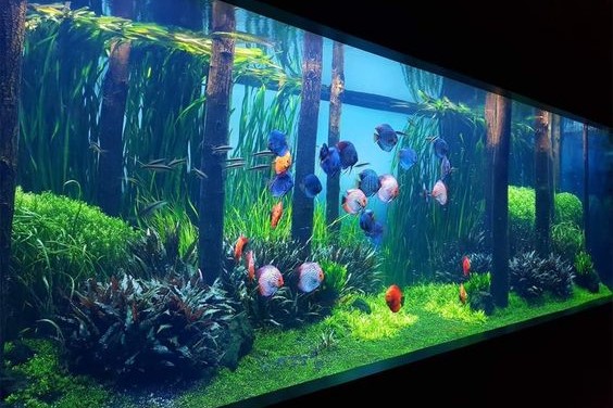 鱼缸硝酸盐高对鱼有什么危害,硝酸盐对动物有害吗