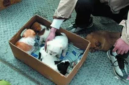 创业养狗靠谱吗,养狗需要买什么必需品