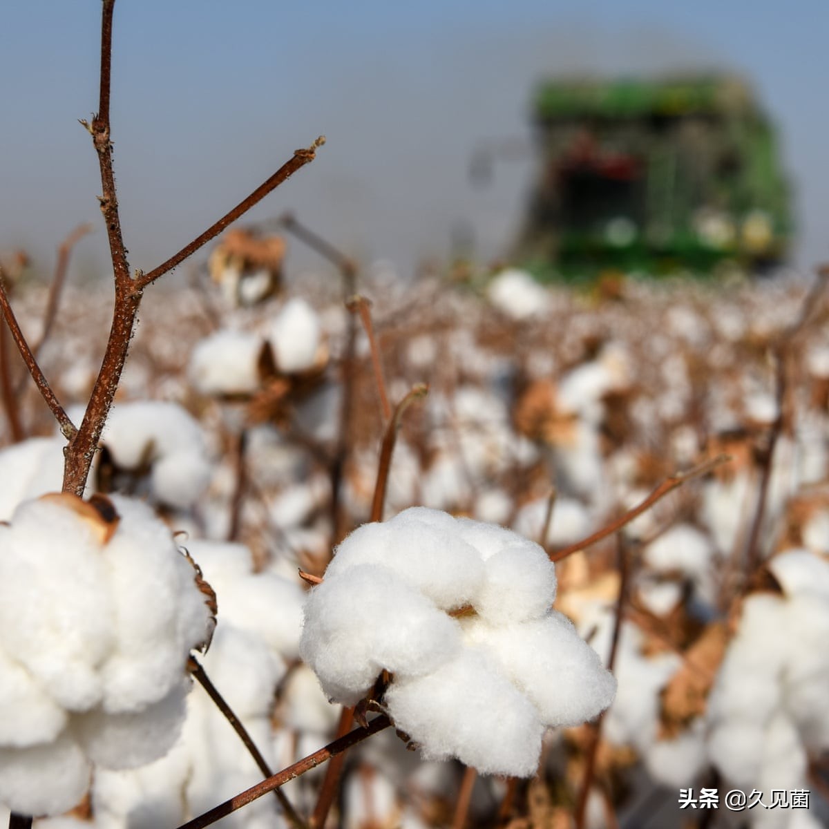 *疆新**棉为何被突然*攻围**?世界最好棉花之一,自然环境造就最强之棉
