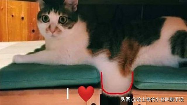 说猫咪是液体，我这回真的信了，简直就是毛绒版的俄罗斯方块