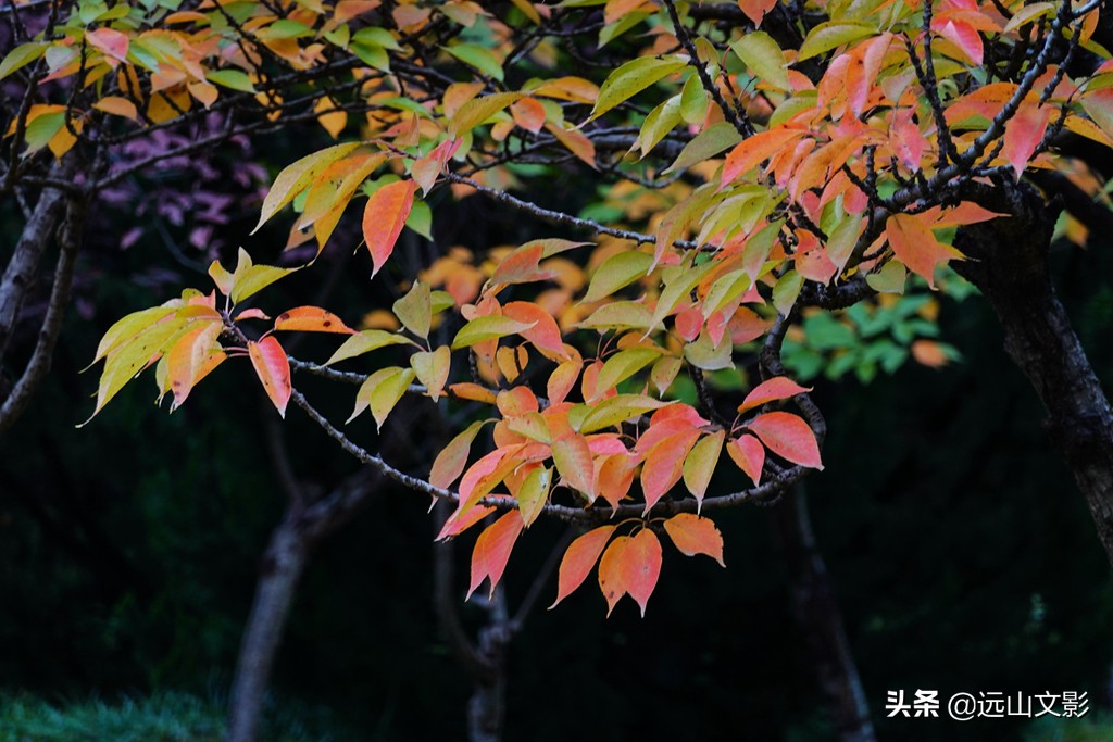 索尼黑卡二怎么拍,索尼黑卡2大光圈拍视频