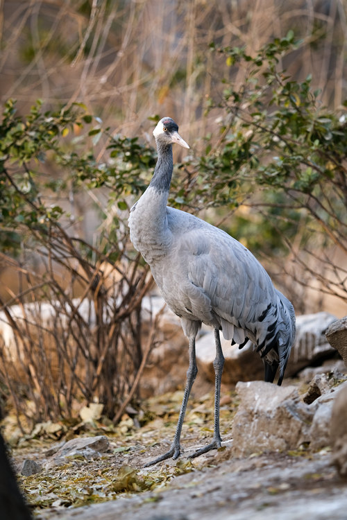 富士xt3配徕卡镜头,富士x-t30二代配什么镜头好