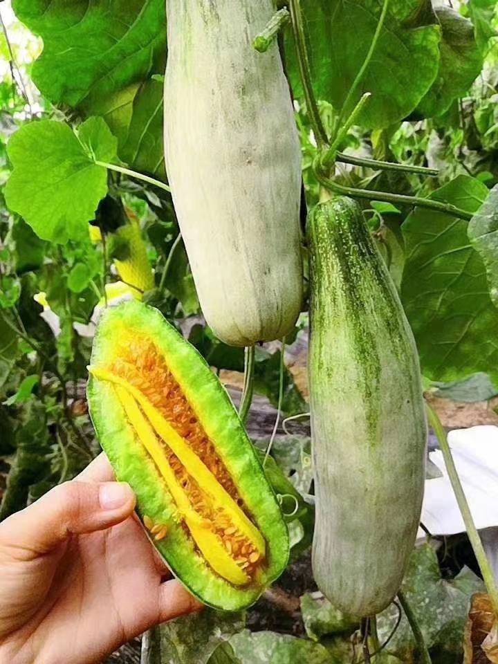 种植香瓜如何防止病虫害,广东香瓜几月份种植最好